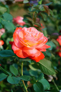 Close-up of rose blooming outdoors