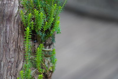 Close-up of lichen on tree trunk against wall