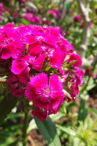 Close-up of pink flowers