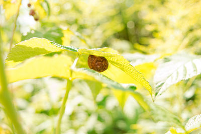 Close-up of insect on plant