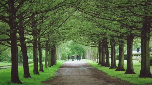 Pathway along trees in park