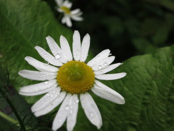 Close-up of wet white flower blooming outdoors