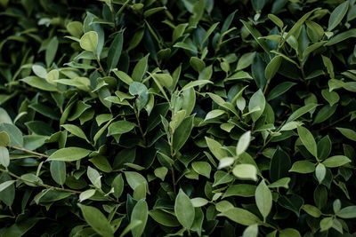 Full frame shot of leaves on field