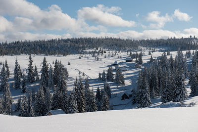 Pine trees on snow covered land against sky