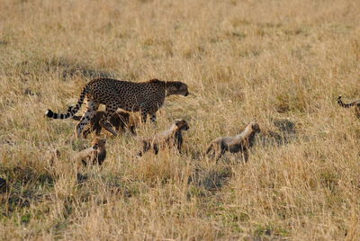 Side view of a cats