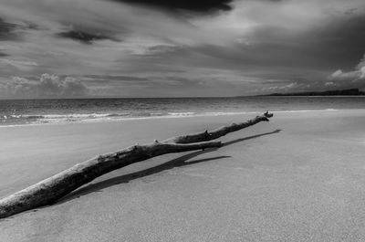 Driftwood on beach against sky