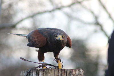 Close-up of bird perching on branch