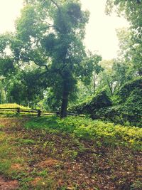 Trees in forest