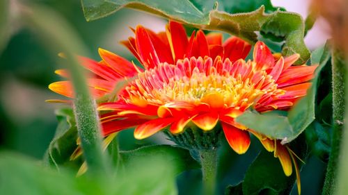 Close-up of red flowering plant