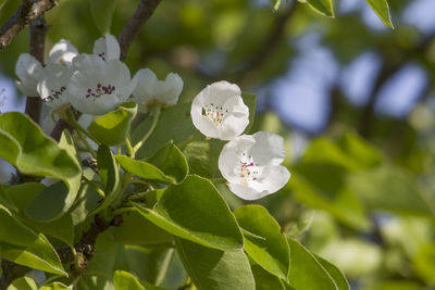 Close-up of white cherry blossom tree