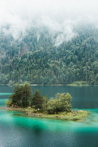 Scenic view of lake against trees in forest