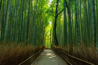 View of bamboo trees in forest