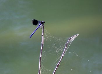 Close-up of spider web on a plant