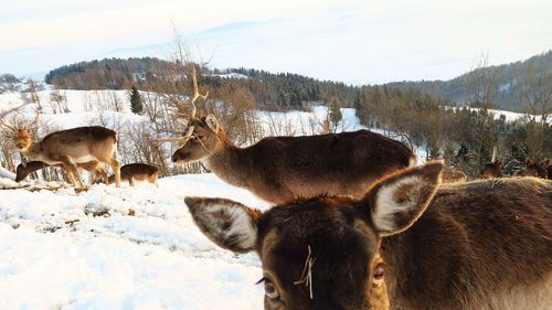 Cows grazing on field against sky during winter