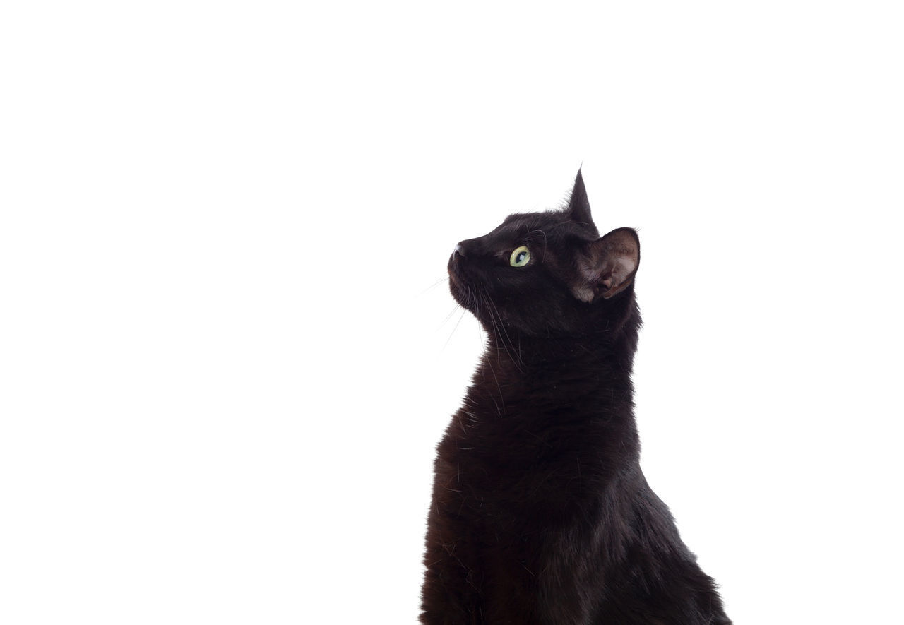 LOW ANGLE VIEW OF A CAT OVER WHITE BACKGROUND