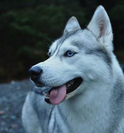 Close-up of dog sticking out tongue