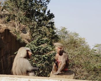 Monkey sitting on tree against clear sky