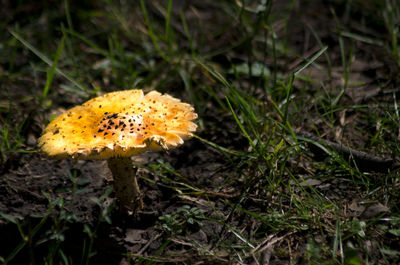 Close-up of mushroom growing on field in forest