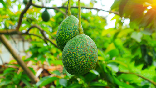 Close-up of fruits growing on tree