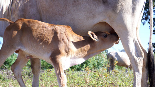 Calf eating cows milk