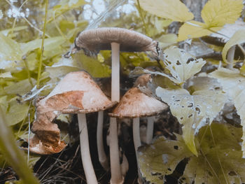 Close-up of mushrooms growing on field