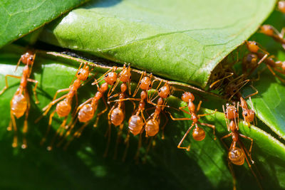 Close-up of insect on leaves