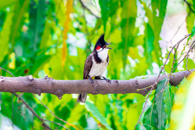 Red-whiskered bulbul