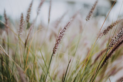 Close-up of stalks in field