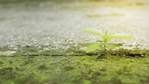 Close-up of small plant on field