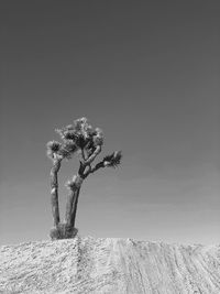 Tree on field against clear sky