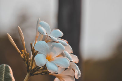 Close-up of small white flower