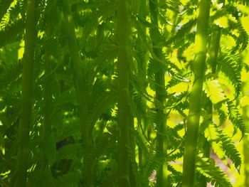 Close-up of fern leaves