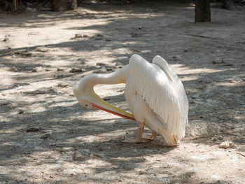 View of bird on field