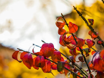 Close-up of red flowering plant against sky