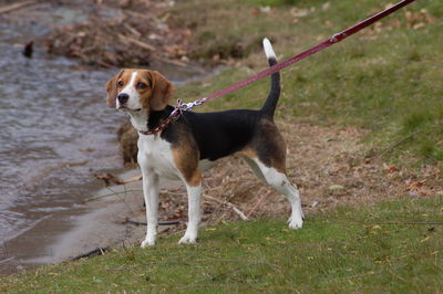 Dog standing on grass