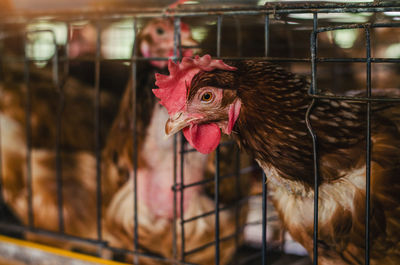 Close-up of hens in cage