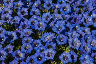 Full frame shot of purple flowering plants