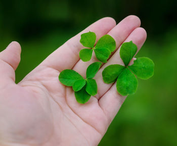 Close-up of hand holding small plant