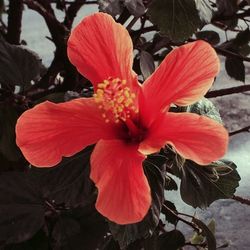 Close-up of fresh red hibiscus blooming outdoors