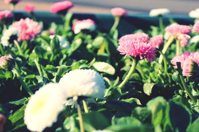 Close-up of flowers blooming outdoors