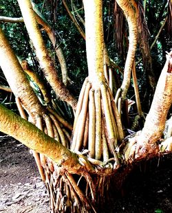 Close-up of tree roots on field