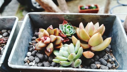 High angle view of succulent plant on pebbles