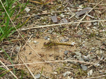 High angle view of insect on field