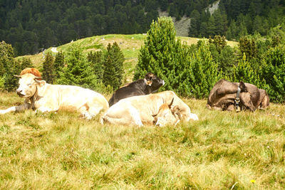 Horses in a field