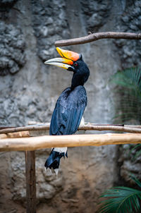 Giant hornbill bird on the tree branch