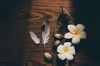 High angle view of white frangipani on table