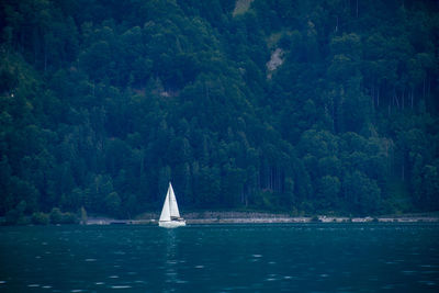 Sailboat sailing on sea against trees