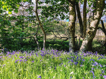 Purple flowering plants and trees on field