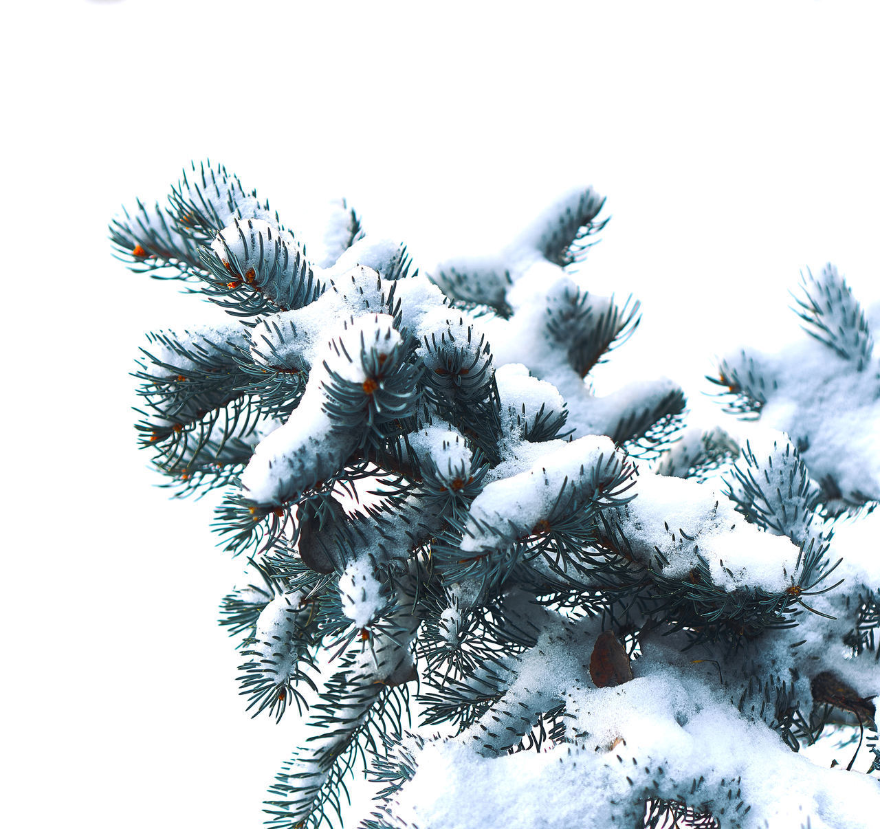 CLOSE-UP OF PINE TREE AGAINST SKY