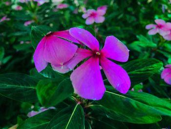 Close-up of pink flowering plant